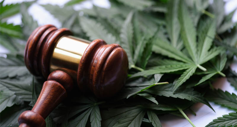 Gavel of judge lying on green leaves of marijuana closeup