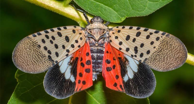 Spotted Lanternfly - Lycorma delicatula
