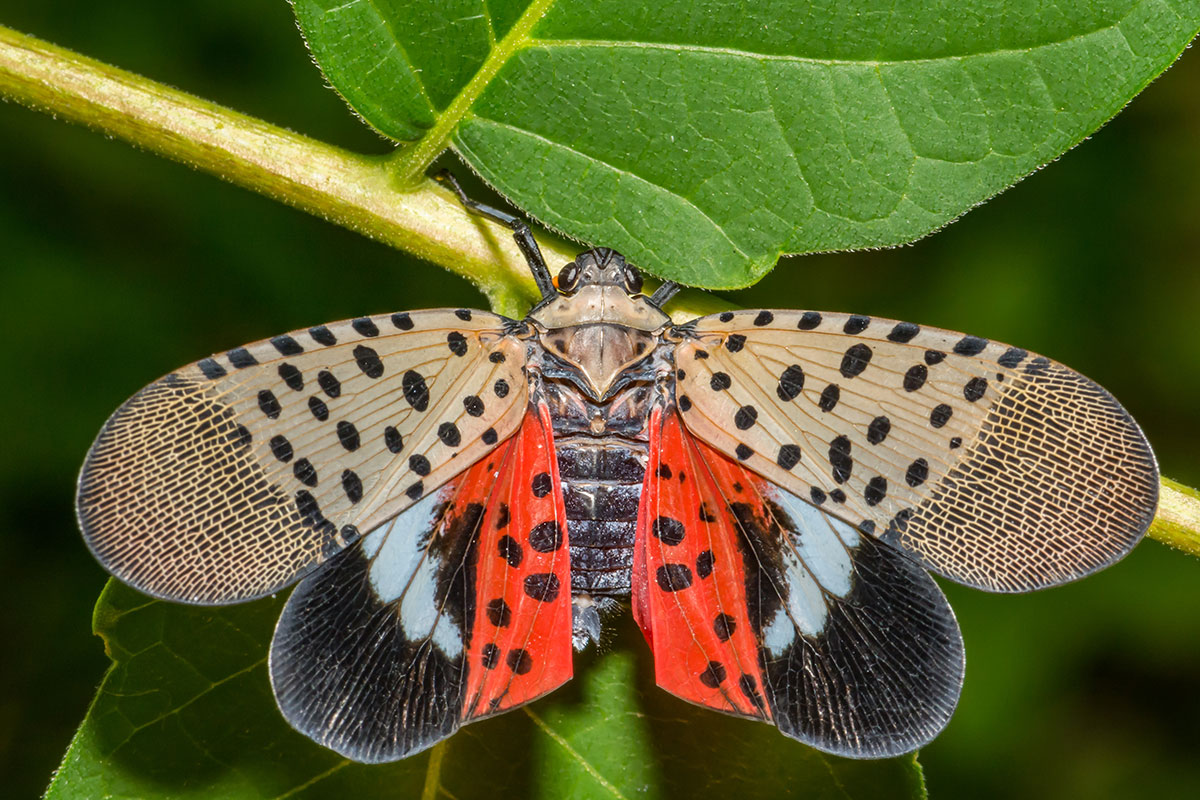Spotted Lanternfly